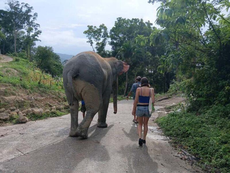 Phuket: Guided Tour to Elephant Sanctuary & Hotel Transfer - Good To Know