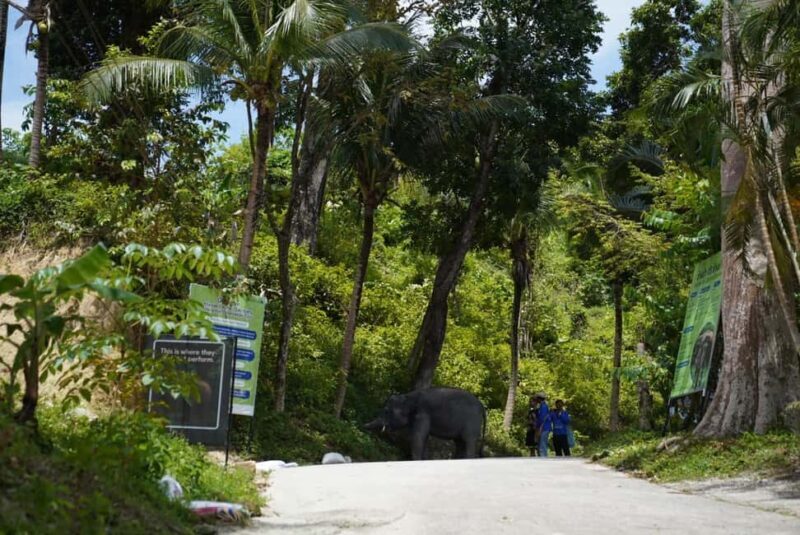 Phuket: Guided Tour to Elephant Sanctuary & Hotel Transfer - Final Word