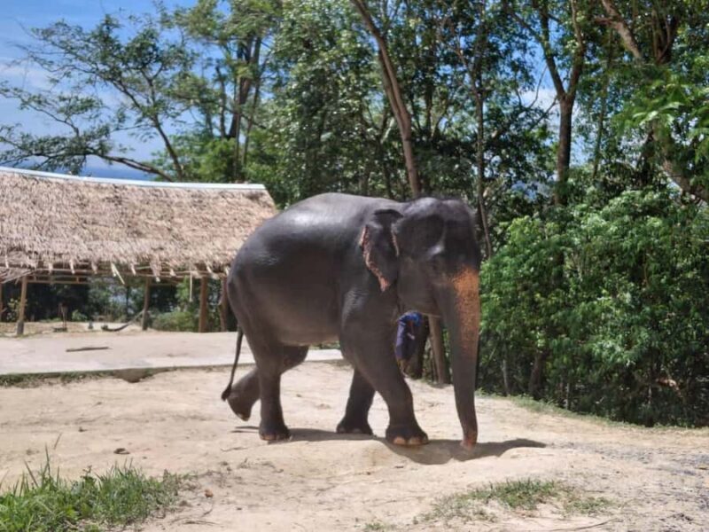 Phuket: Guided Tour to Elephant Sanctuary with Transfer - An In-Depth Look at the Tour