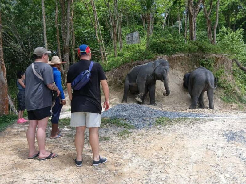 Phuket: Guided Tour to Elephant Sanctuary with Transfer - Authentic Insights from Reviewers