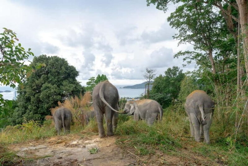 Phuket: Guided Tour to Elephant Sanctuary with Transfer - The Sum Up
