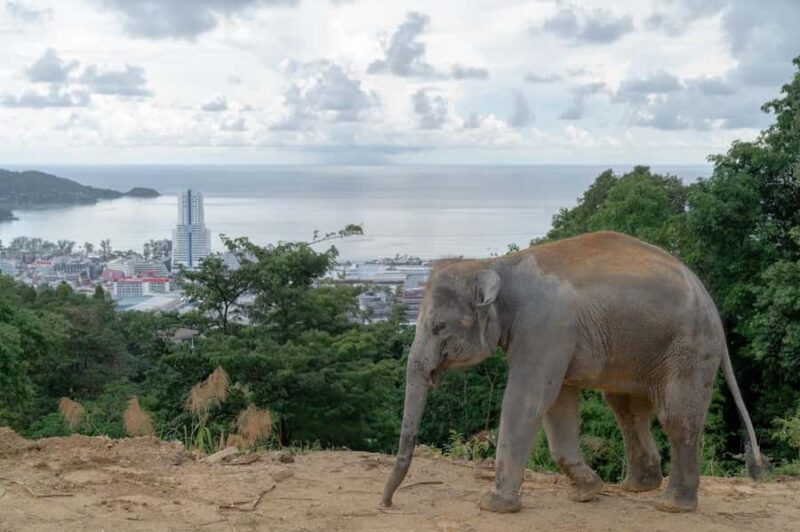 Phuket: Guided Tour to Elephant Sanctuary with Transfer - FAQ