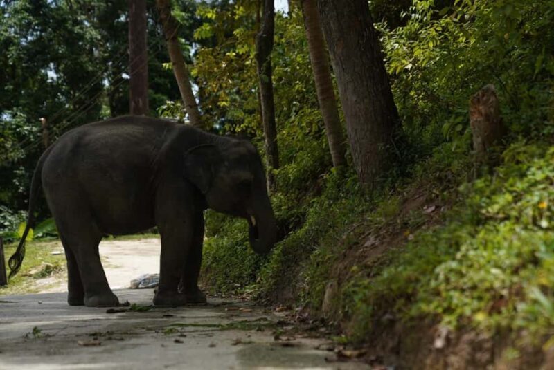Phuket : Guided Tour to Elephant Sanctuary with Transfers - Who Will Love This Tour?