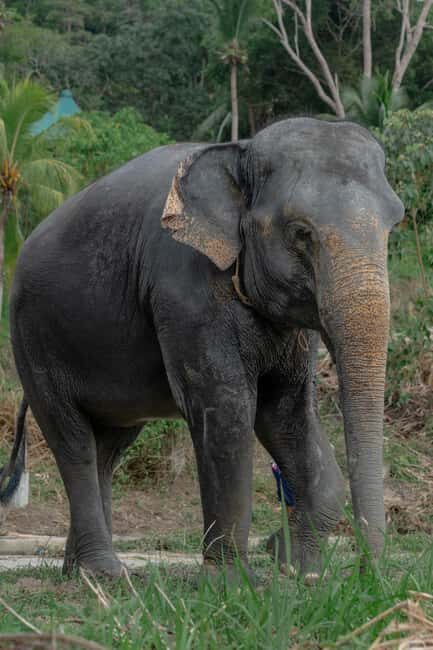 Phuket: Guided Walk Tour to Elephant Sanctuary with Transfer - Introduction