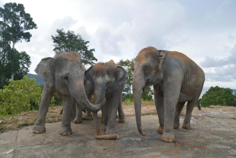 Phuket: Guided Walk Tour to Elephant Sanctuary with Transfer - The Sum Up