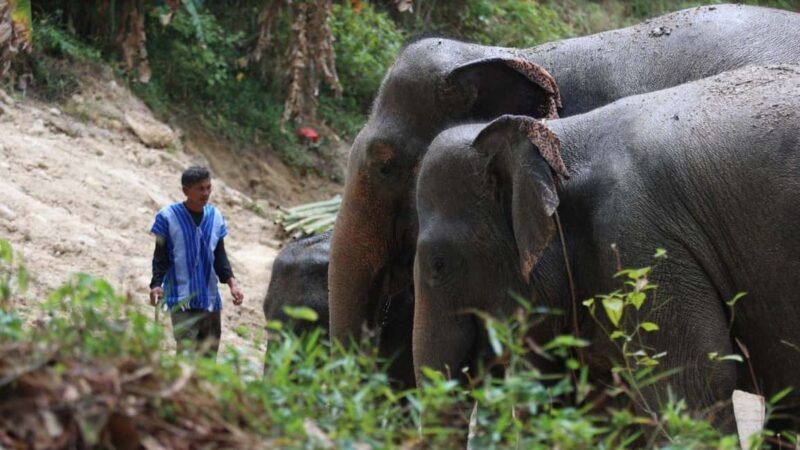 Phuket: Guided Walk Tour to Elephant Sanctuary with Transfer - FAQs