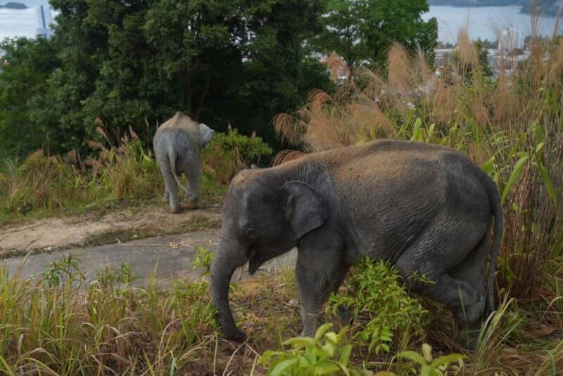 Phuket: Guided Walk Tour to Elephant Sanctuary with Transfer - Practical Considerations