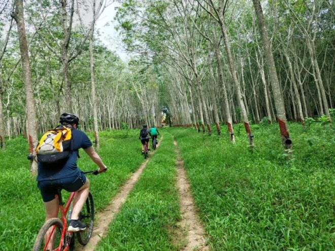 Phuket: Half-Day Countryside Cycling Tour With Lunch - The Sum Up