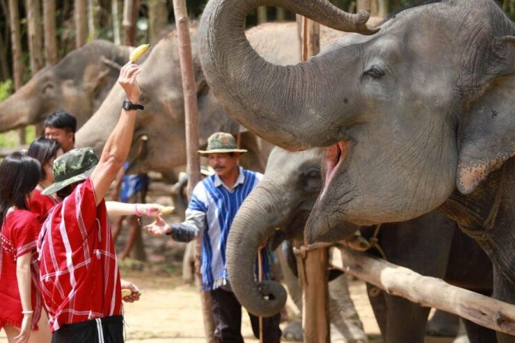Phuket : Half Day Elephant Care Elephant Family - Activity Details