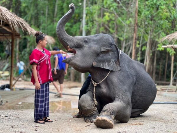 Phuket : Half Day Elephant Care Elephant Family - Directions