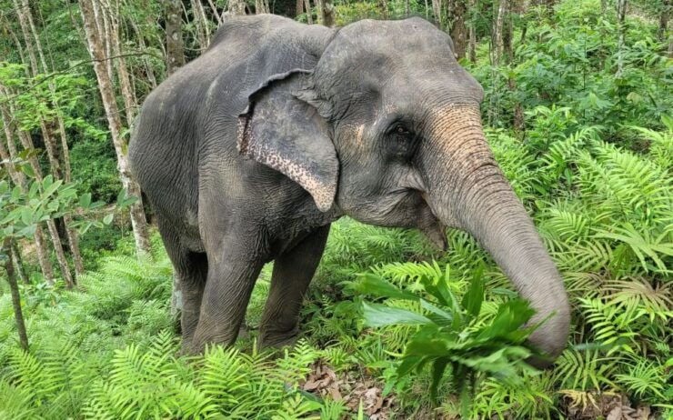 Phuket: Half-Day Elephant Explorer at Phuket Elephant Care - Good To Know