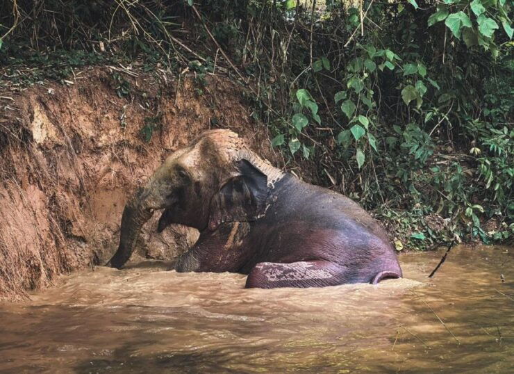 Phuket: Half-Day Elephant Explorer at Phuket Elephant Care - Live Tour Guide and Staff