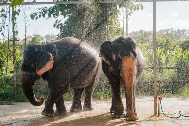 Phuket: Half-Day Elephant Explorer at Phuket Elephant Care - Activities With the Elephants