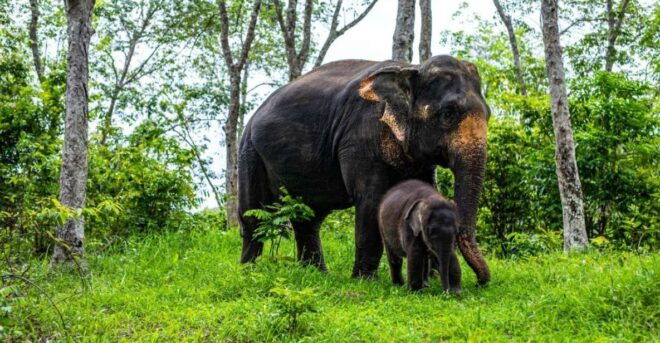 Phuket: Half-Day Elephant Explorer at Phuket Elephant Care - Meeting Point and Reviews