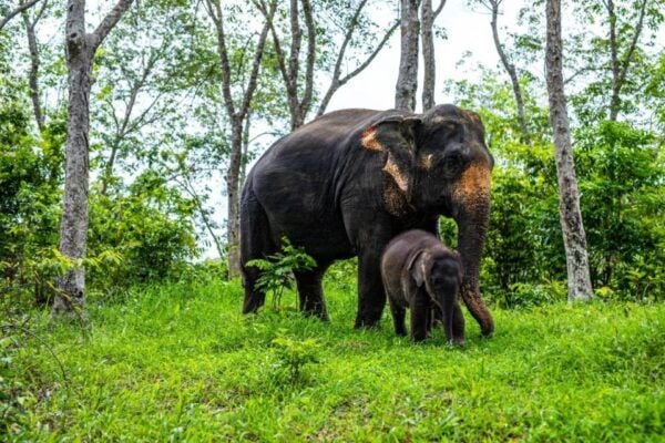 Phuket: Half-Day Elephant Explorer at Phuket Elephant Care - Traveler Recommendations