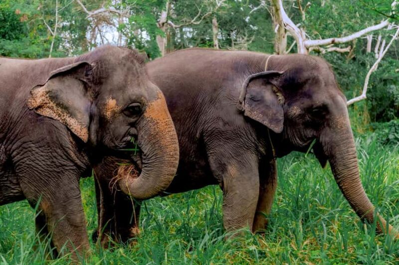 Phuket: Half-Day Ethical Elephant Sanctuary Tour with Lunch - The Experience in Detail