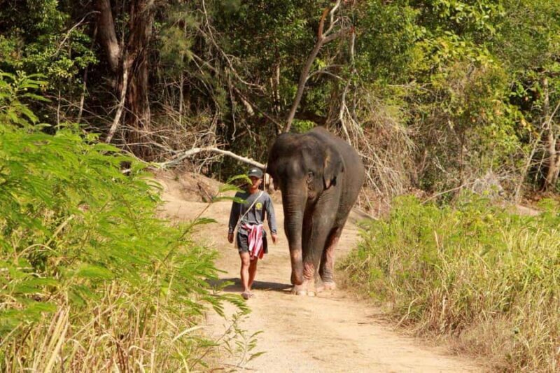 Phuket: Half-Day Ethical Elephant Sanctuary Tour with Lunch - FAQs