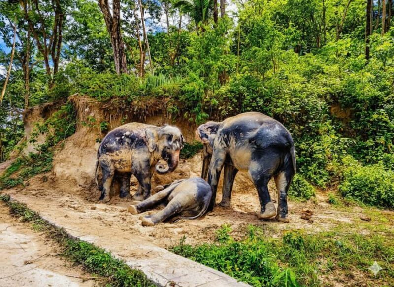 Phuket: Half-Day Ethical Elephant with Meal and Transfer - What Makes This Tour Stand Out?