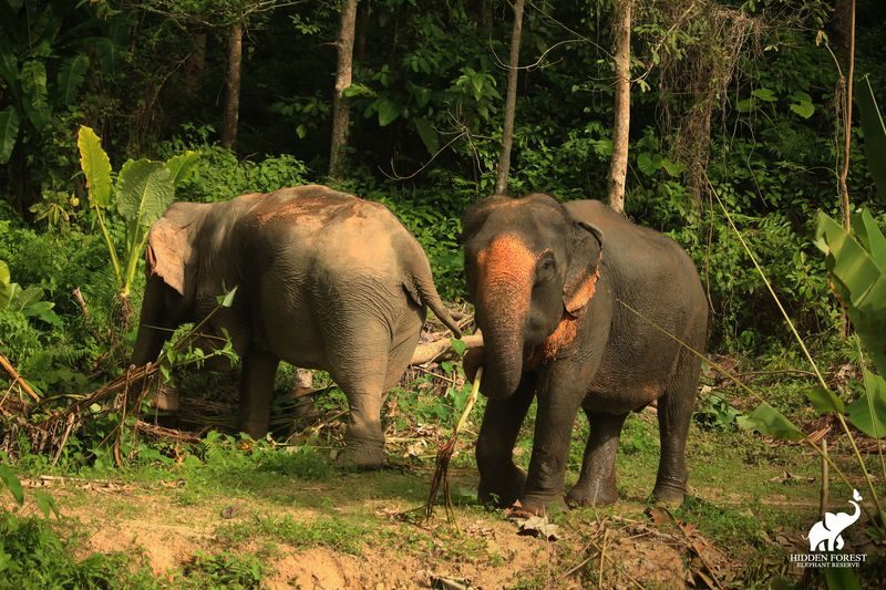 Phuket Hidden Forest Elephant Reserve Sanctuary Experience - A quieter way to meet Phuket’s elephants