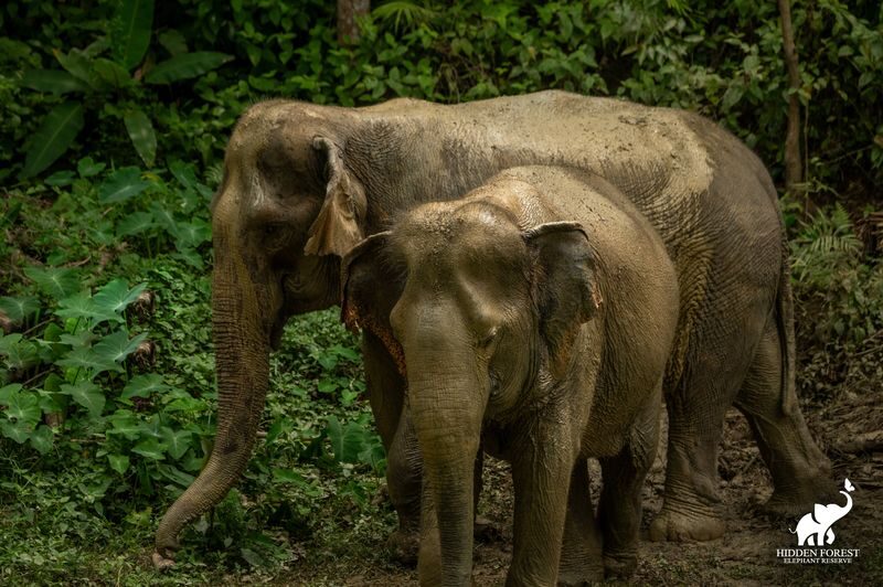 Phuket Hidden Forest Elephant Reserve Sanctuary Experience - From welcome film to forest walk