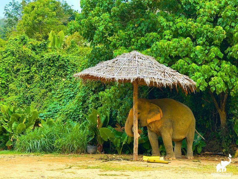 Phuket Hidden Forest Elephant Reserve Sanctuary Experience - Timing, transfers, and choosing a tour