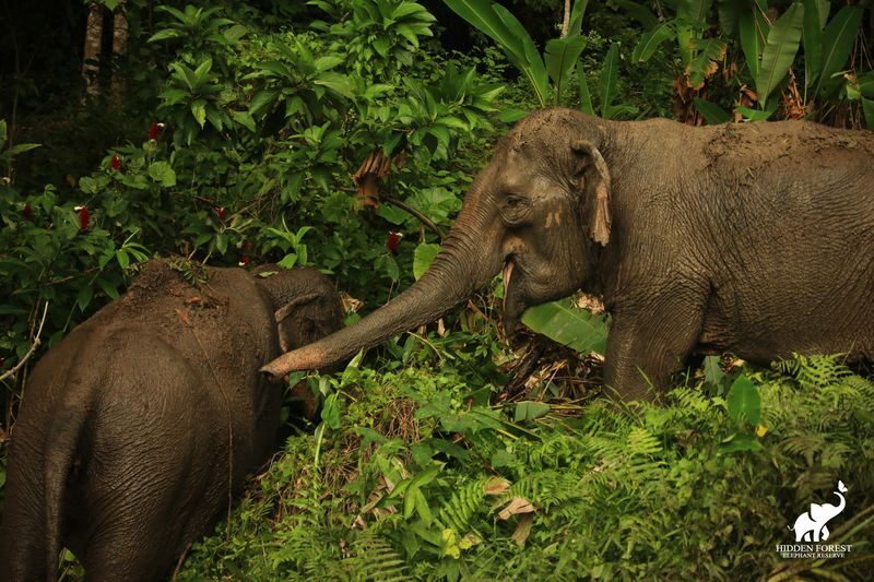 Phuket Hidden Forest Elephant Reserve Sanctuary Experience - Small preparations that make the day easier