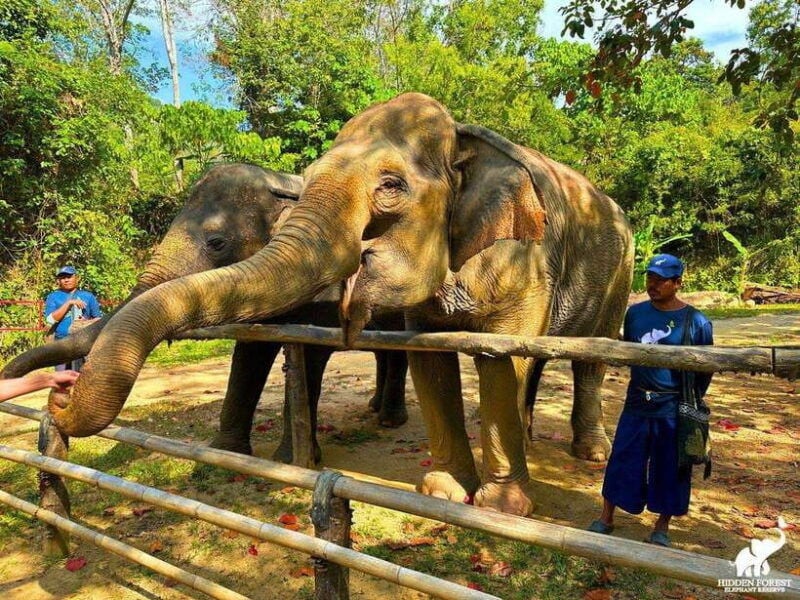 Phuket: Hidden Forest Elephant Reserve With Meal & Transfer - Good To Know