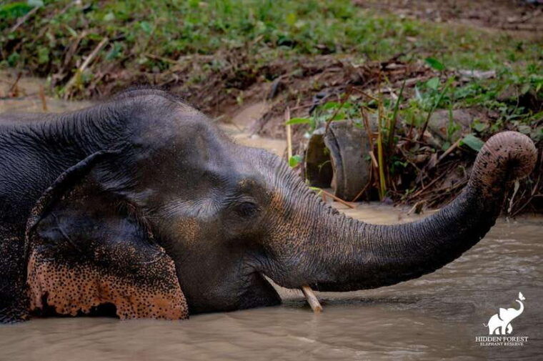 Phuket: Hidden Forest Elephant Reserve With Meal & Transfer - Ethical Practices and Elephant Care