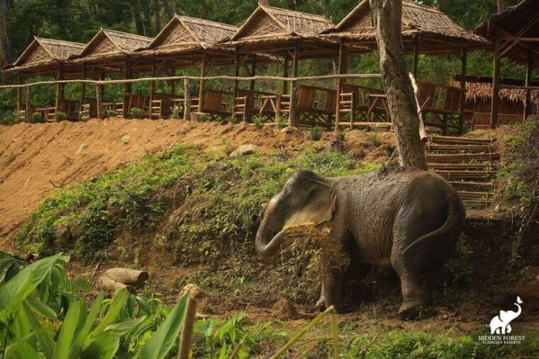 Phuket: Hidden Forest Elephant Reserve With Meal & Transfer - Meals and Amenities