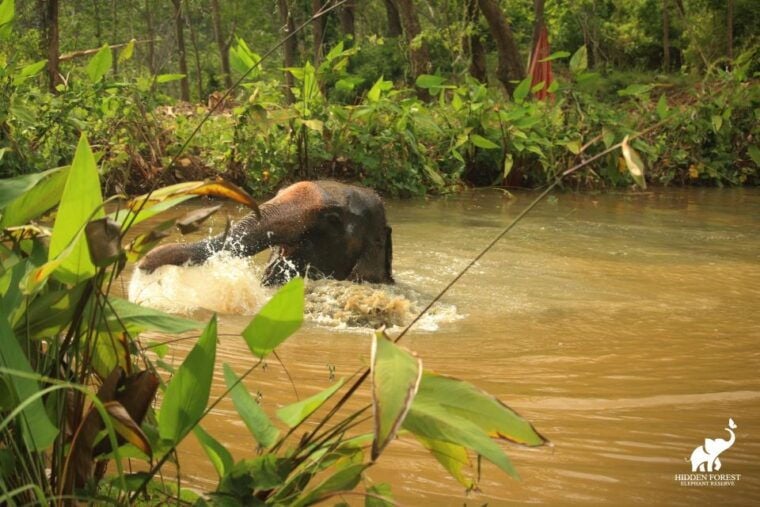 Phuket: Hidden Forest Elephant Reserve With Meal & Transfer - Customer Feedback and Ratings