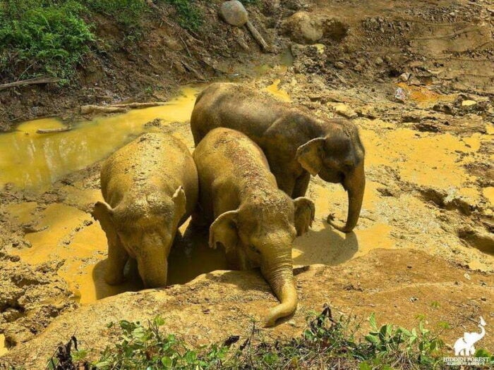 Phuket: Hidden Forest Elephant Reserve With Meal & Transfer - Sanctuary History and Vision