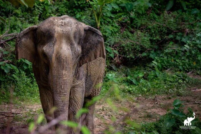 Phuket: Hidden Forest Elephant Reserve With Meal & Transfer - Planning Your Visit