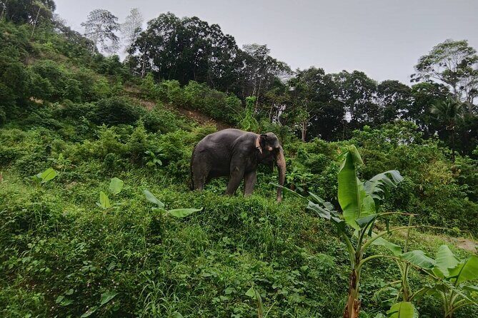 Phuket Highlight Tour Big Buddha Temple and Elephant Sanctuary - A Closer Look at the Tour Experience