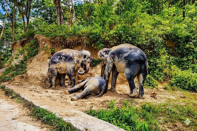 Phuket Highlight Tour Big Buddha Temple and Elephant Sanctuary - Is This Tour Worth It?