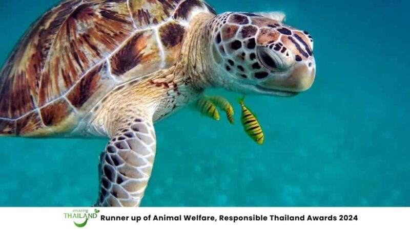 Phuket: Highlights Sea Turtle Center, Rafting ,Temple Tour - Who Will Love This Tour?