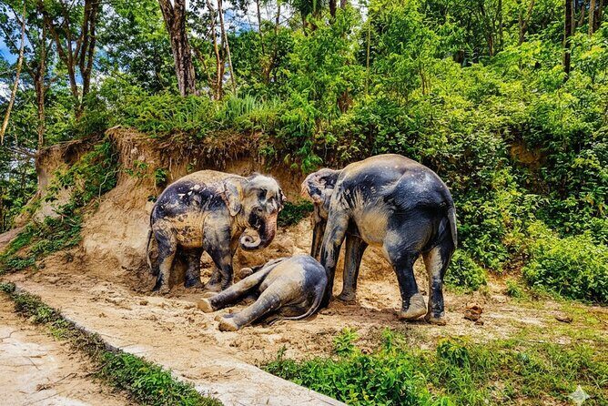 Phuket Highlights Tour Big Buddha Temple and Elephant Sanctuary - Good To Know