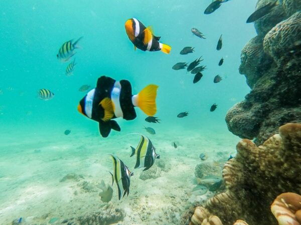 Phuket: James Bond & Phang Nga Island Day Trip by Speedboat - Common Questions