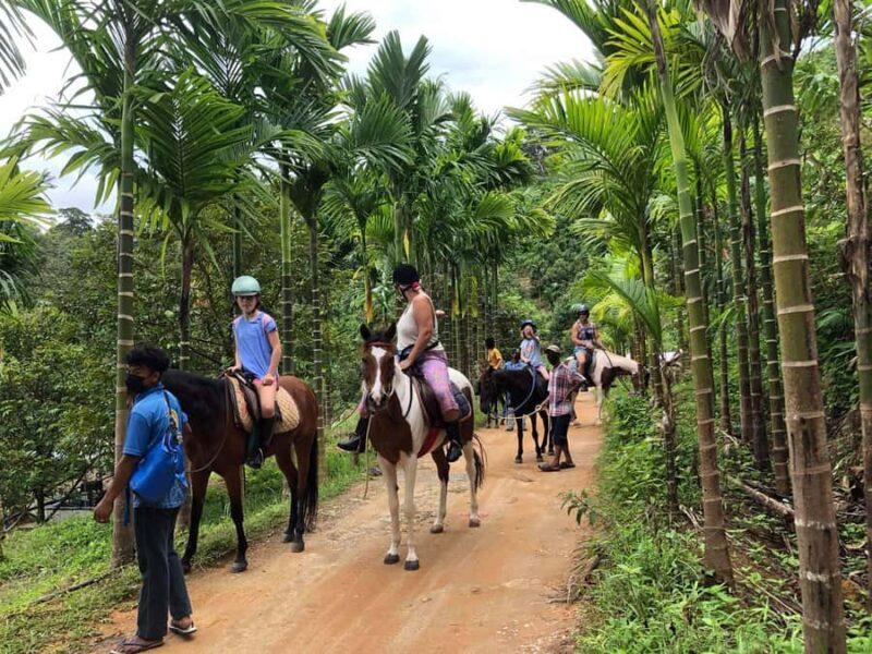 Phuket Jungle Horseback Ride with Scenic Forest Views - A Detailed Look at the Phuket Jungle Horseback Ride