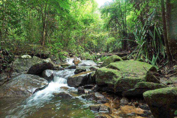 Phuket Jungle Trekking Experience at Khao Phra Taew - Activity Details and Booking Information