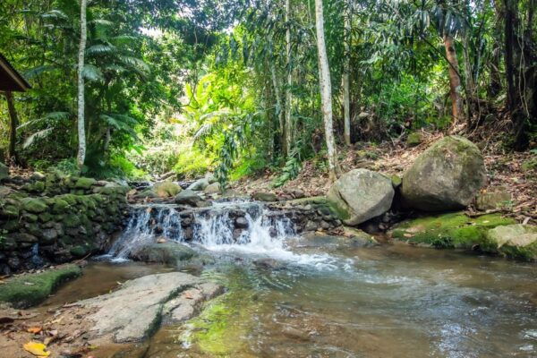 Phuket Jungle Trekking Experience at Khao Phra Taew - Common Questions