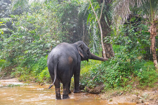 Phuket Jungle Wildlife Canoeing Small Group Tour With Pick up - The Sum Up
