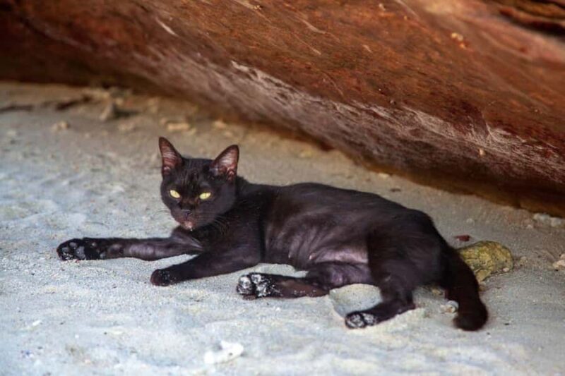 Phuket: Khai Islands Speedboat Half-Day Tour With Snorkeling - Potential Drawbacks or Considerations