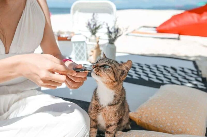 Phuket: Khai Islands Speedboat Half-Day Tour With Snorkeling - FAQs