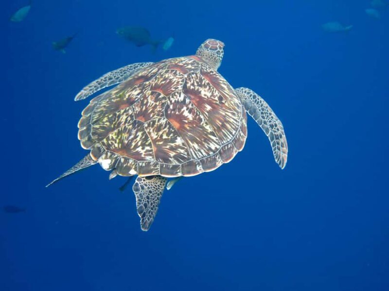 Phuket/Khao Lak: Platinum Similan Snorkel Escape by Powercat - Who Is This Tour Best For?