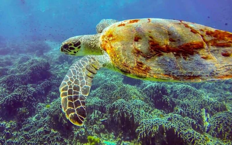 Phuket/Khao Lak: Similan Island Adventure Tour - Considerations and Drawbacks