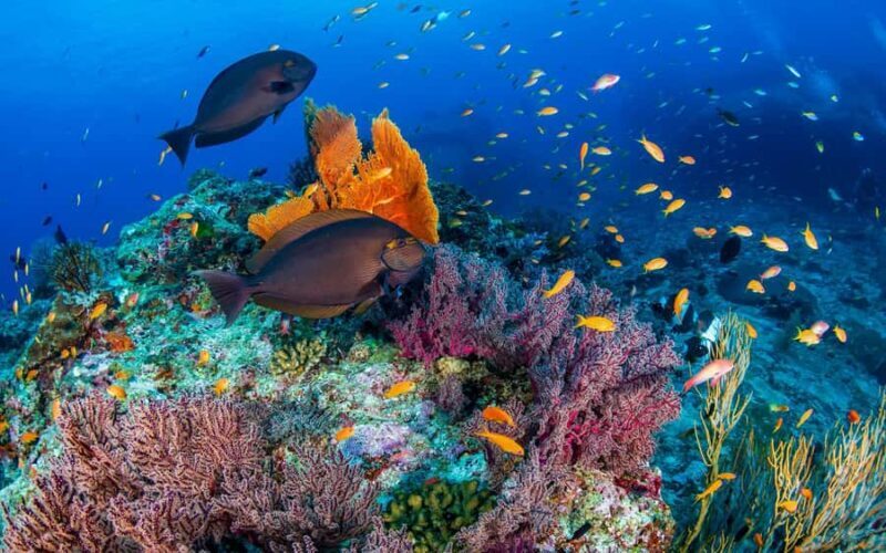 Phuket/Khao Lak: Similan Island Adventure Tour - Relaxation and Exploration at Princess Beach