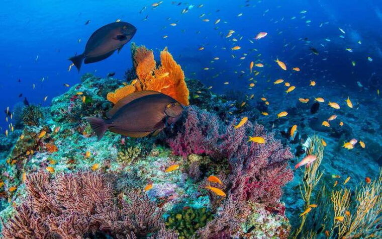 Phuket/Khao Lak: Similan Island Adventure Tour - Inclusions