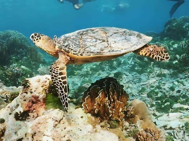 Phuket/Khao Lak: Similan Islands Boat Trip With 3 Meals - What to Bring and Restrictions