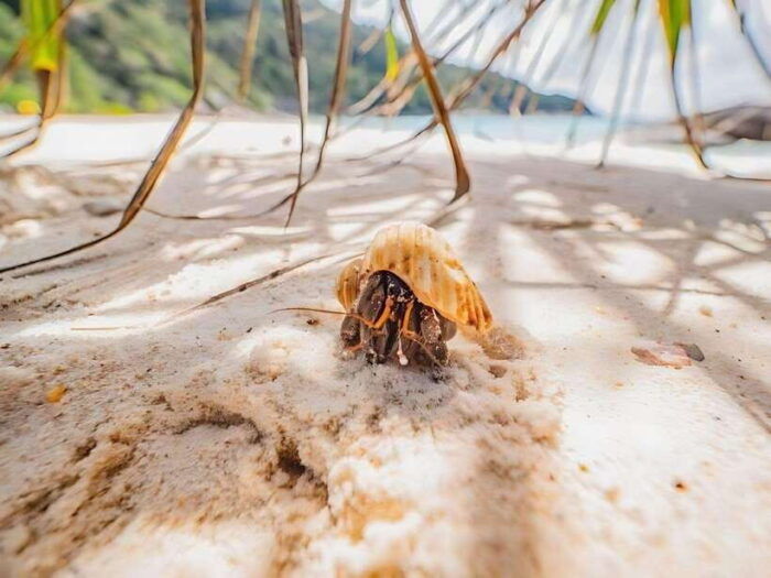 Phuket/Khao Lak: Similan Islands Boat Trip With 3 Meals - Pickup and Drop-off Locations