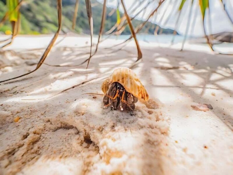 Phuket/Khao Lak: Similan Islands by Speedboat - Price and Value